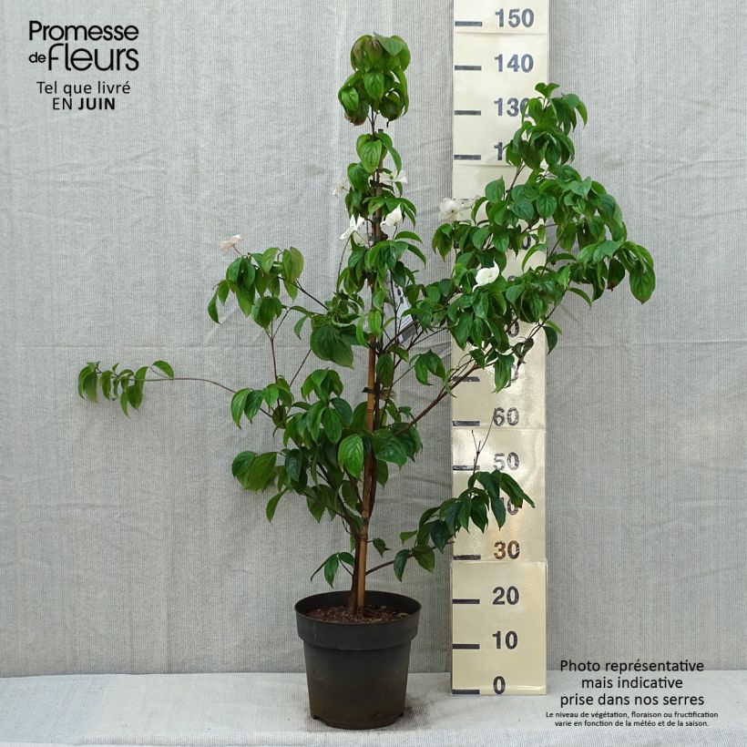 Cornus Blooming Merry Tetra - Flowering Dogwood 7.5L/10L pot sample as delivered in spring