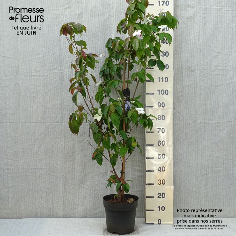 Cornus Blooming White Tetra - Flowering Dogwood 4L/5L pot sample as delivered in spring