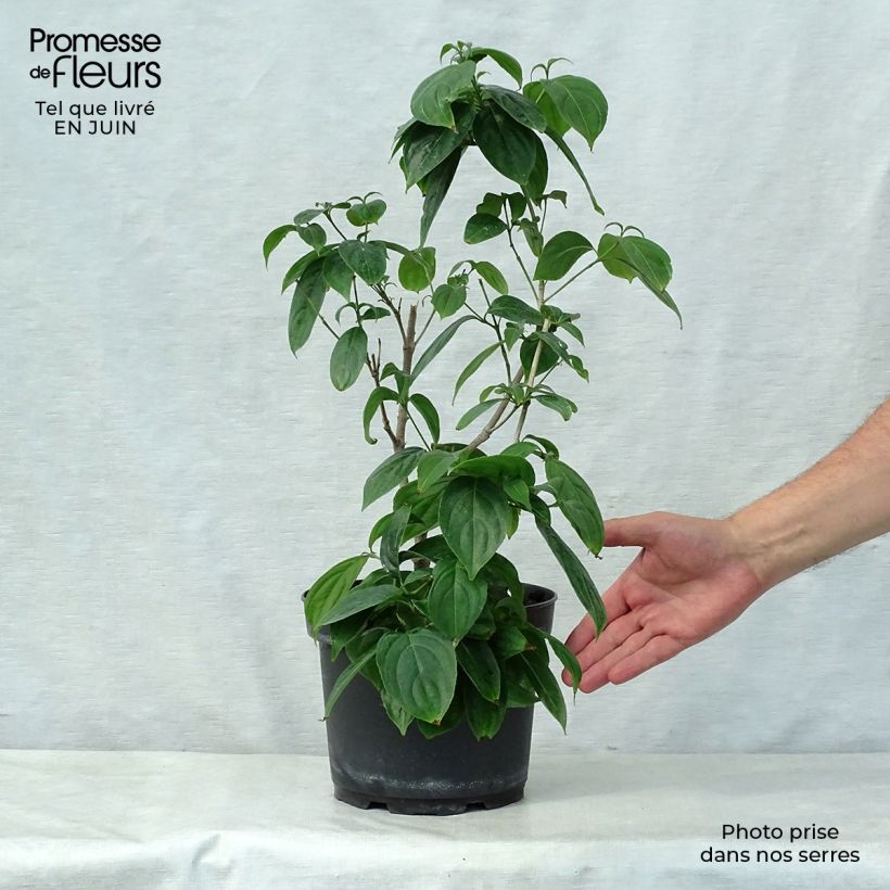 Cornus kousa Cappuccino - Flowering Dogwood 6L/7L pot sample as delivered in summer