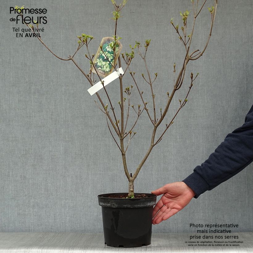 Cornus kousa China Girl - Flowering Dogwood 4L/5L pot sample as delivered in spring