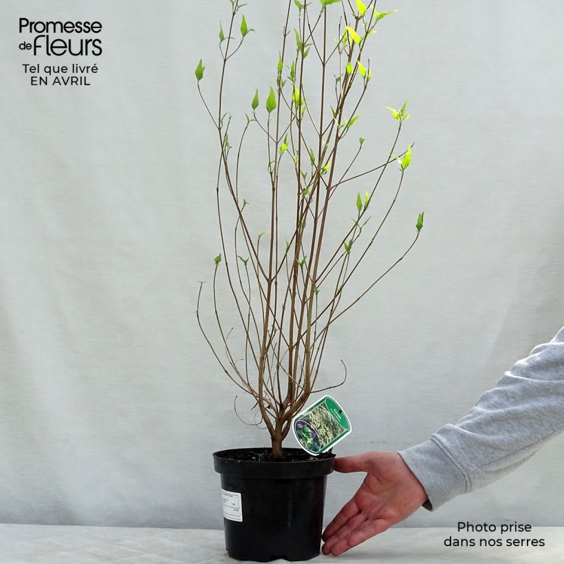 Cornus kousa var. chinensis - Flowering Dogwood 3L/4L pot sample as delivered in spring