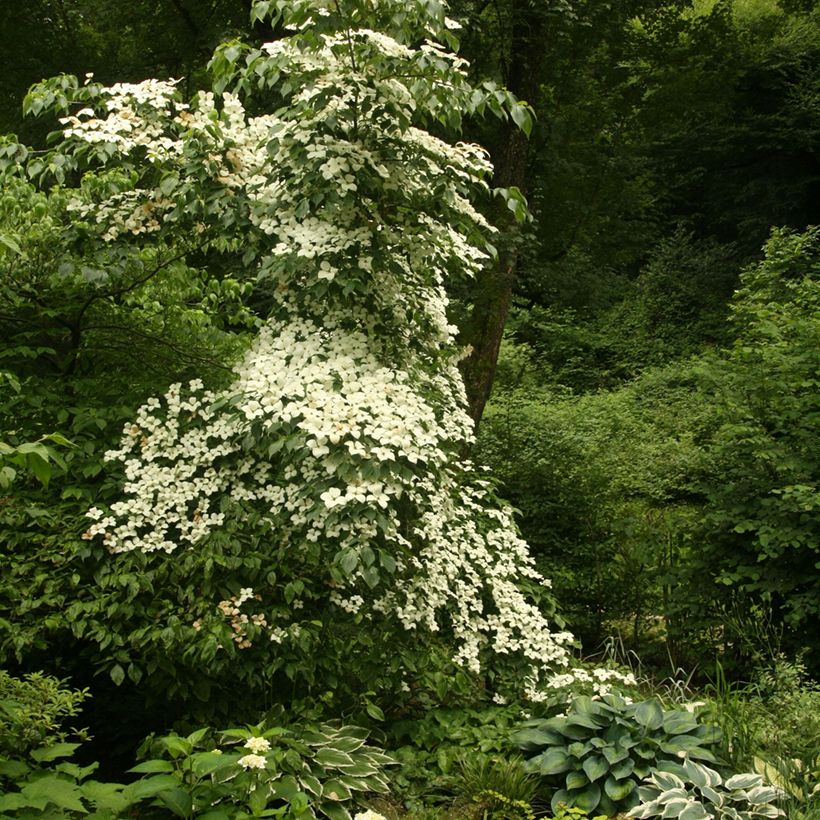 Cornus kousa var. chinensis - Flowering Dogwood (Plant habit)