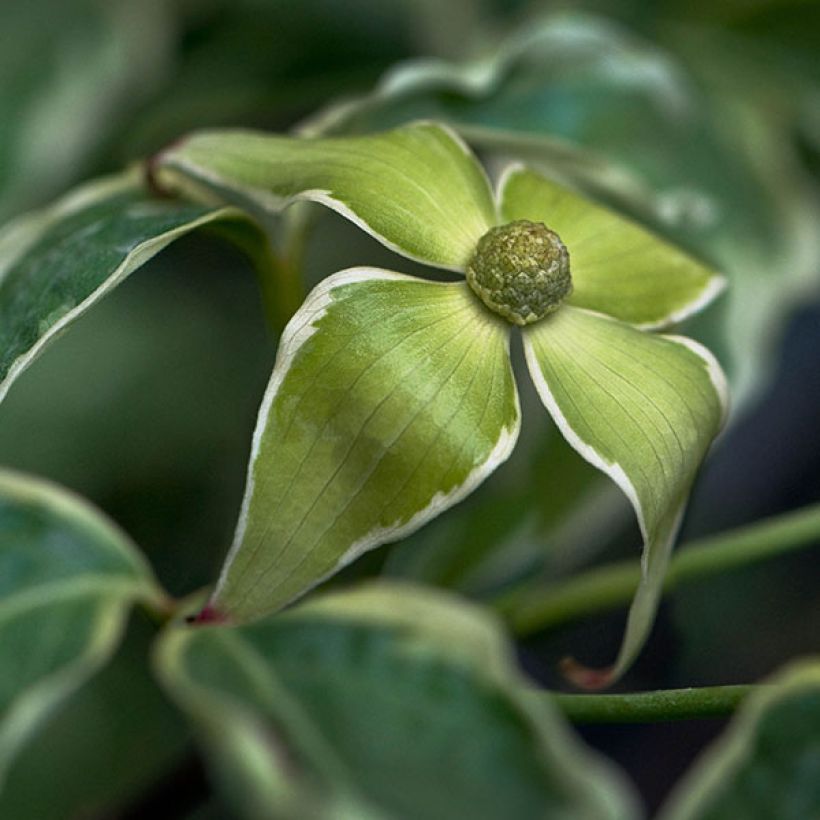 Cornus kousa Samaritan - Flowering Dogwood (Flowering)