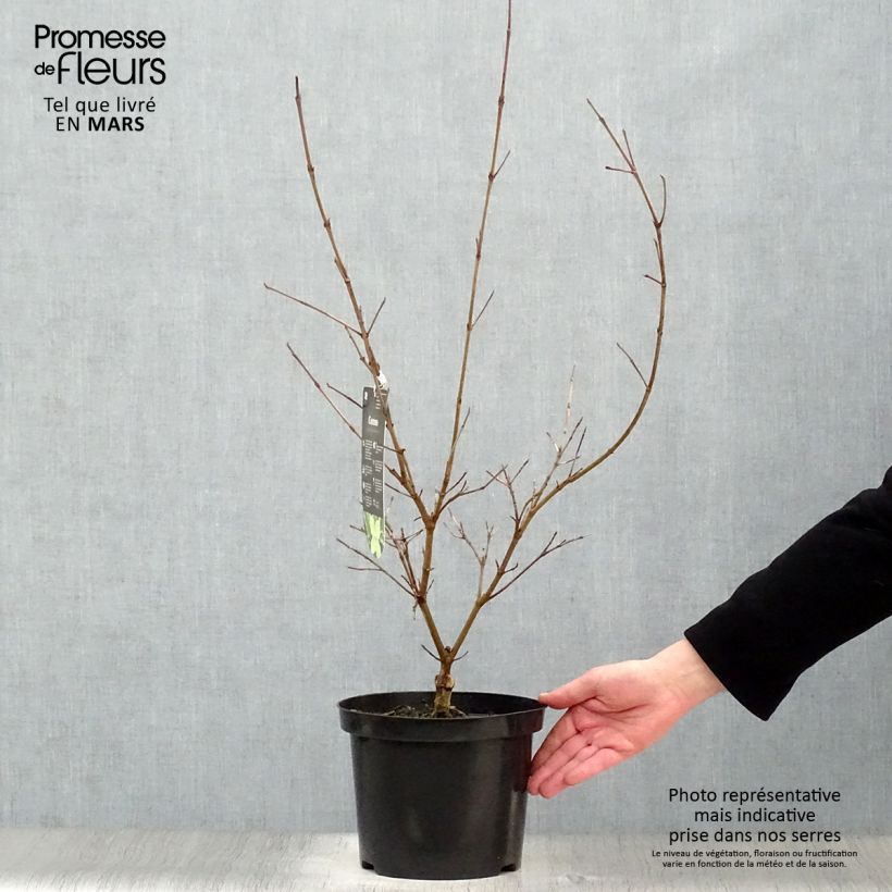 Cornus kousa Samaritan - Flowering Dogwood 4L/5L pot sample as delivered in spring