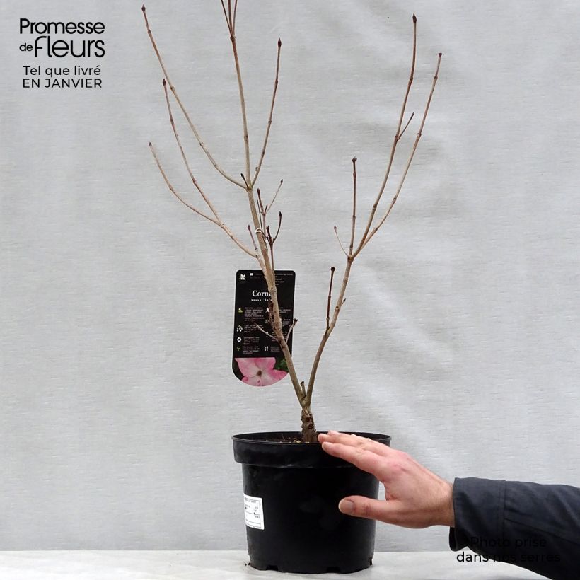 Cornus kousa Satomi - Flowering Dogwood 4L/5L pot sample as delivered in winter