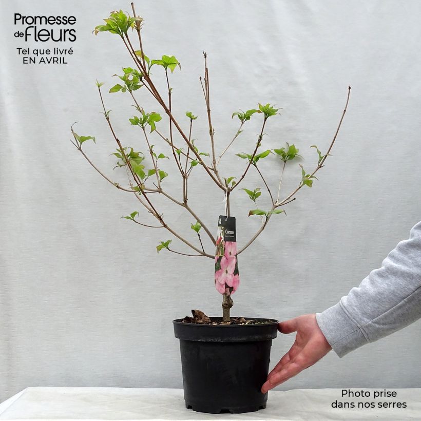 Cornus kousa Satomi - Flowering Dogwood 4L/5L pot sample as delivered in spring