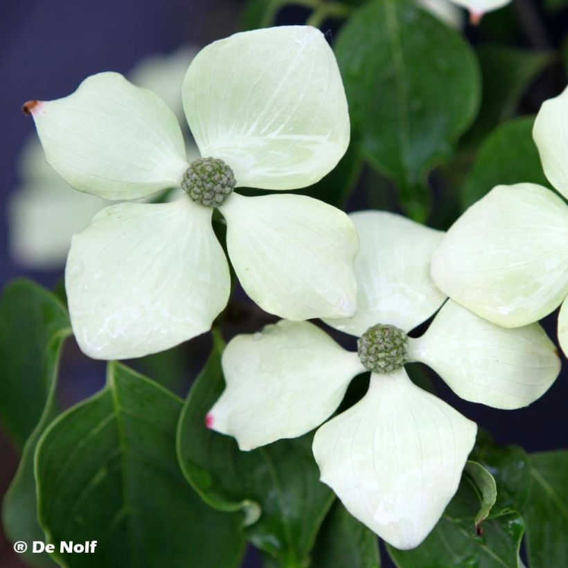 Cornus kousa Schmetterling - Flowering Dogwood (Flowering)