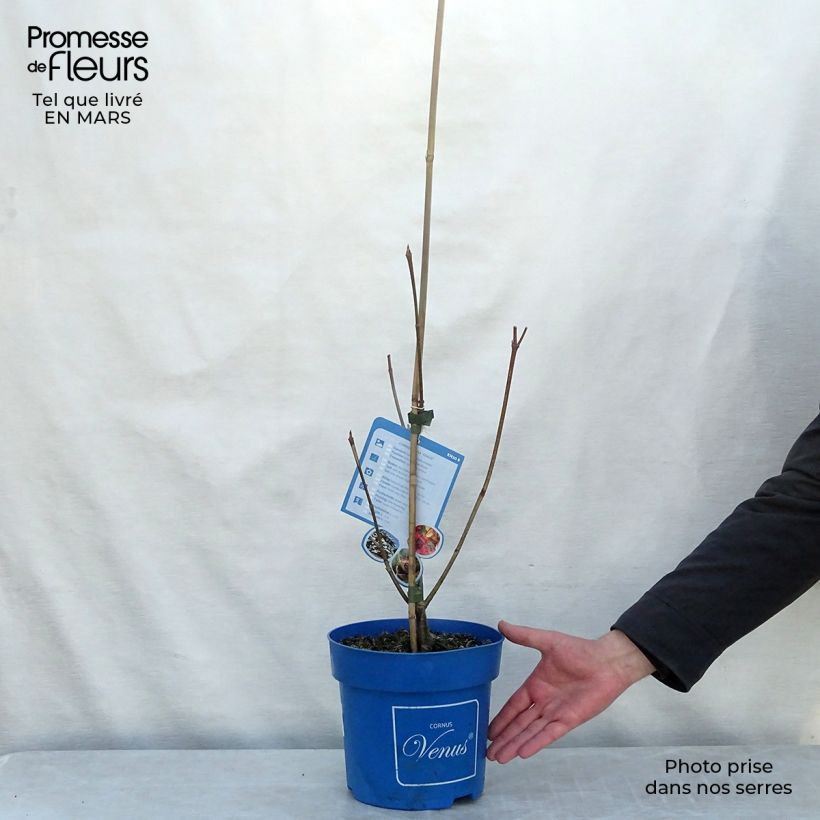 Cornus Venus - Flowering Dogwood 6L/7L pot sample as delivered in winter