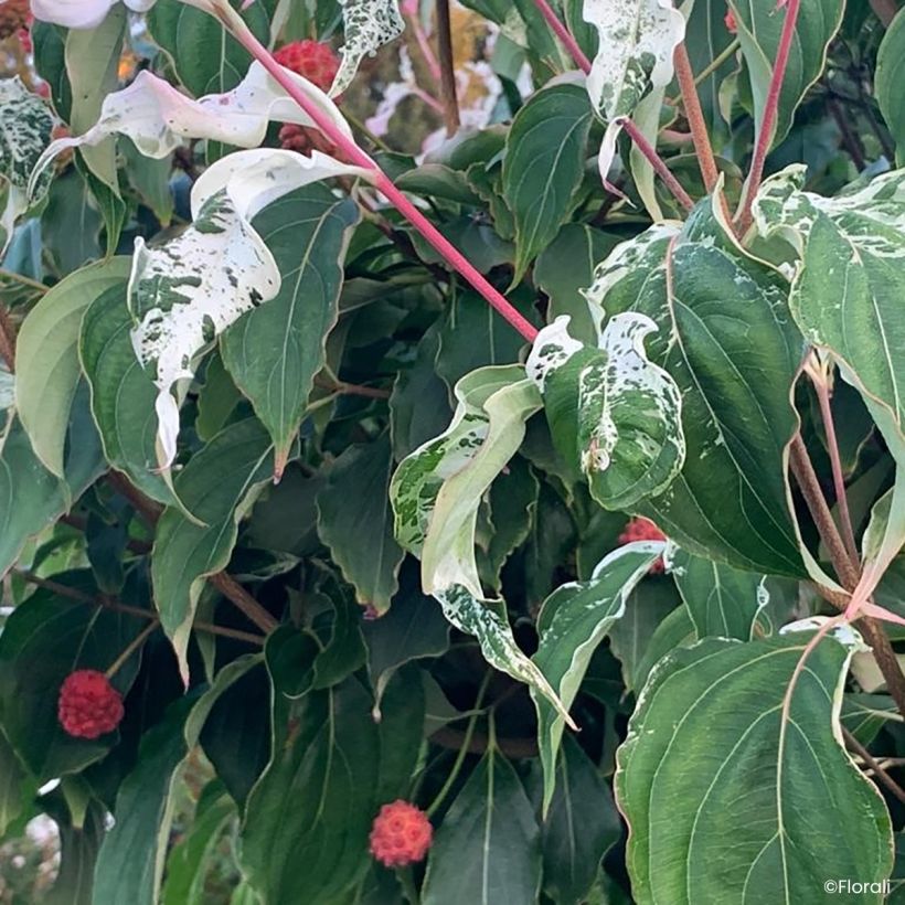 Cornus kousa Watermelon Sugar™ - Flowering Dogwood (Foliage)
