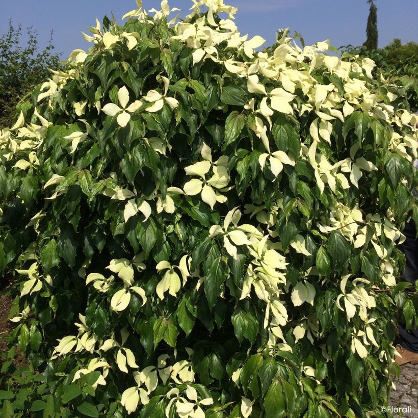 Cornus kousa Watermelon Sugar™ - Flowering Dogwood (Flowering)