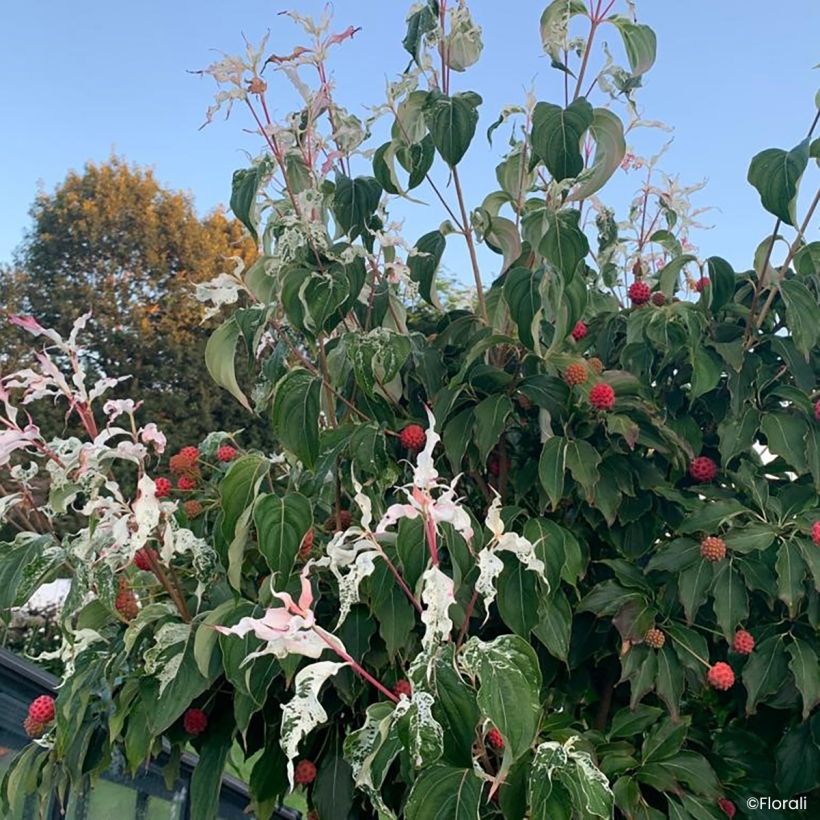 Cornus kousa Watermelon Sugar™ - Flowering Dogwood (Plant habit)