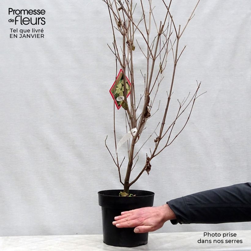 Cornus kousa Weisse Fontaine - Flowering Dogwood 4L/5L pot sample as delivered in winter