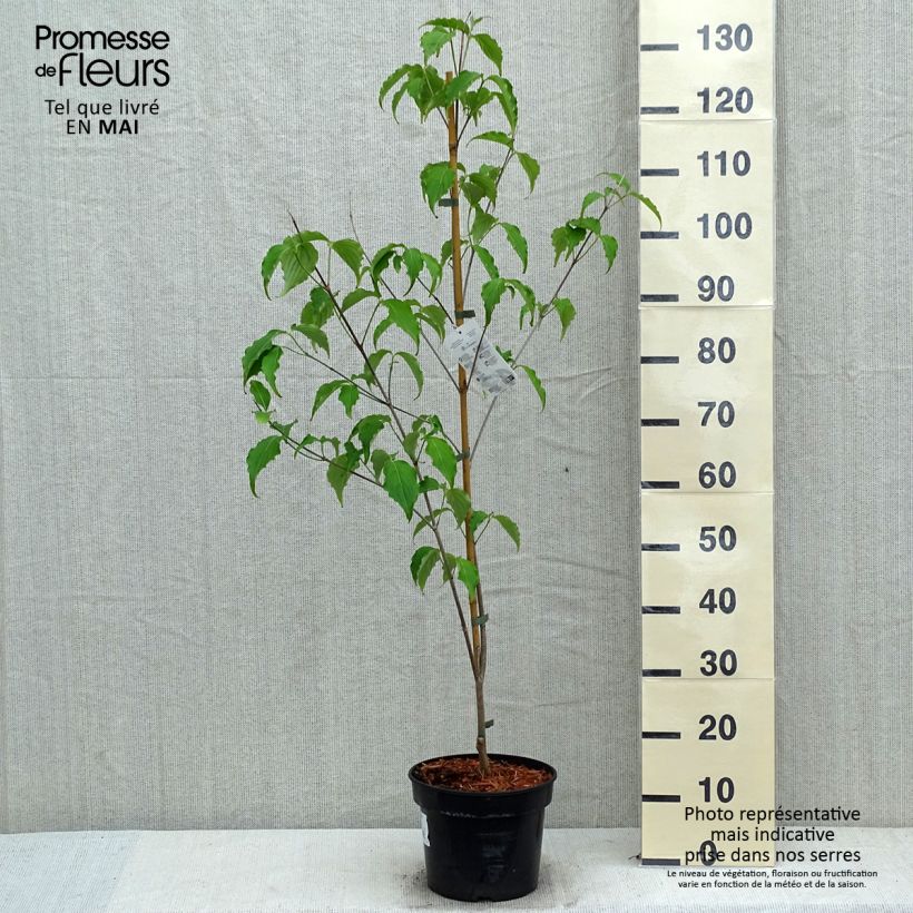 Cornus kousa Weisse Fontaine - Flowering Dogwood 3L/4L pot sample as delivered in spring