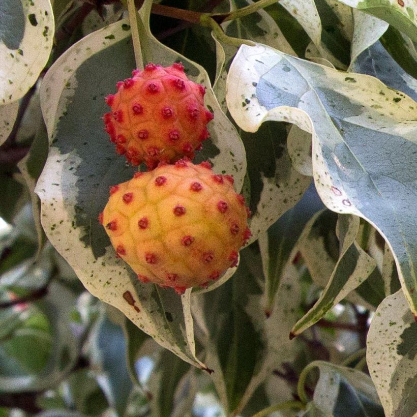 Cornus kousa Wolf Eyes - Flowering Dogwood (Harvest)