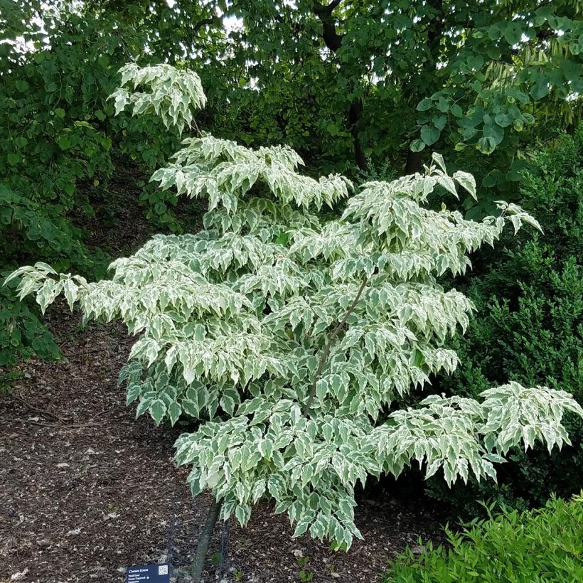 Cornus kousa Wolf Eyes - Flowering Dogwood (Plant habit)