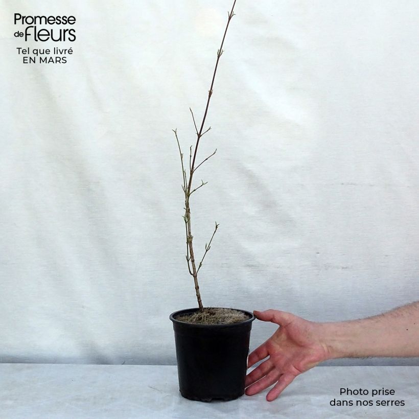 Cornus mas - European Cornel 2L/3L pot sample as delivered in winter