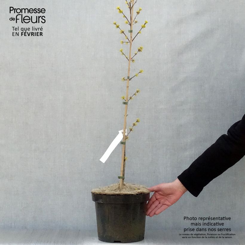 Cornus mas Jolico - European Cornel 3L/4L pot sample as delivered in winter