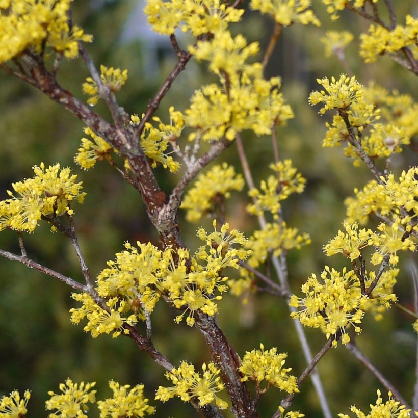 Cornus officinalis Robins Pride - Japanese Cornelian Cherry (Flowering)
