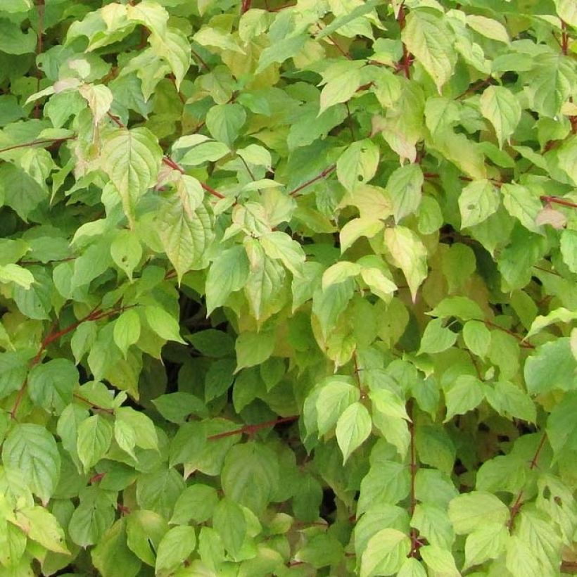 Cornus sanguinea Annys Winter Orange - Common Dogwood (Foliage)