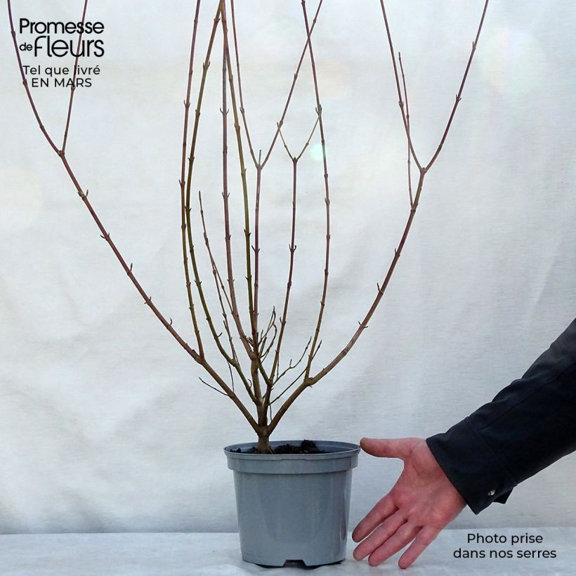 Common Dogwood - Cornus sanguinea 2L/3L pot sample as delivered in spring