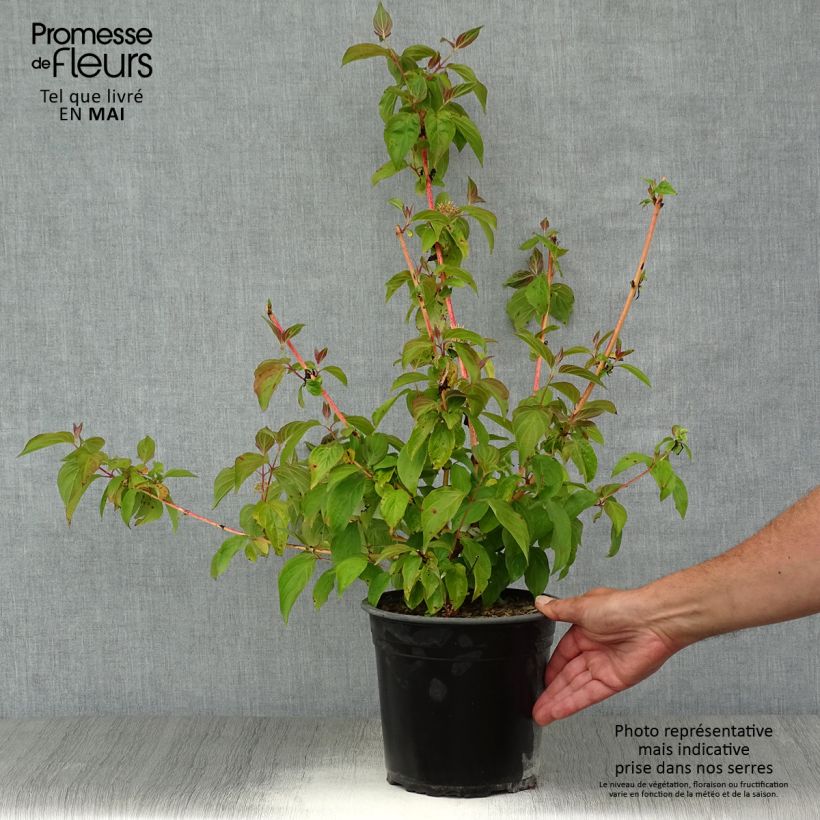 Cornus sanguinea Magic Flame - Common Dogwood 4L/5L pot sample as delivered in spring