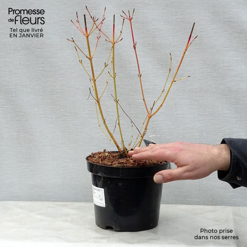 Cornus sanguinea Winter Beauty - Common Dogwood 2L/3L pot sample as delivered in winter