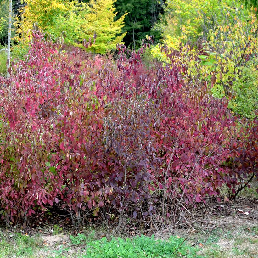 Cornus sanguinea Winter Beauty - Common Dogwood (Plant habit)