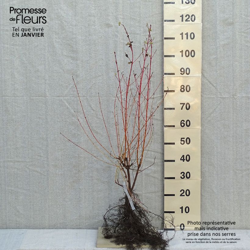 Cornus sanguinea Winter Beauty - Common Dogwood Bare root sample as delivered in winter