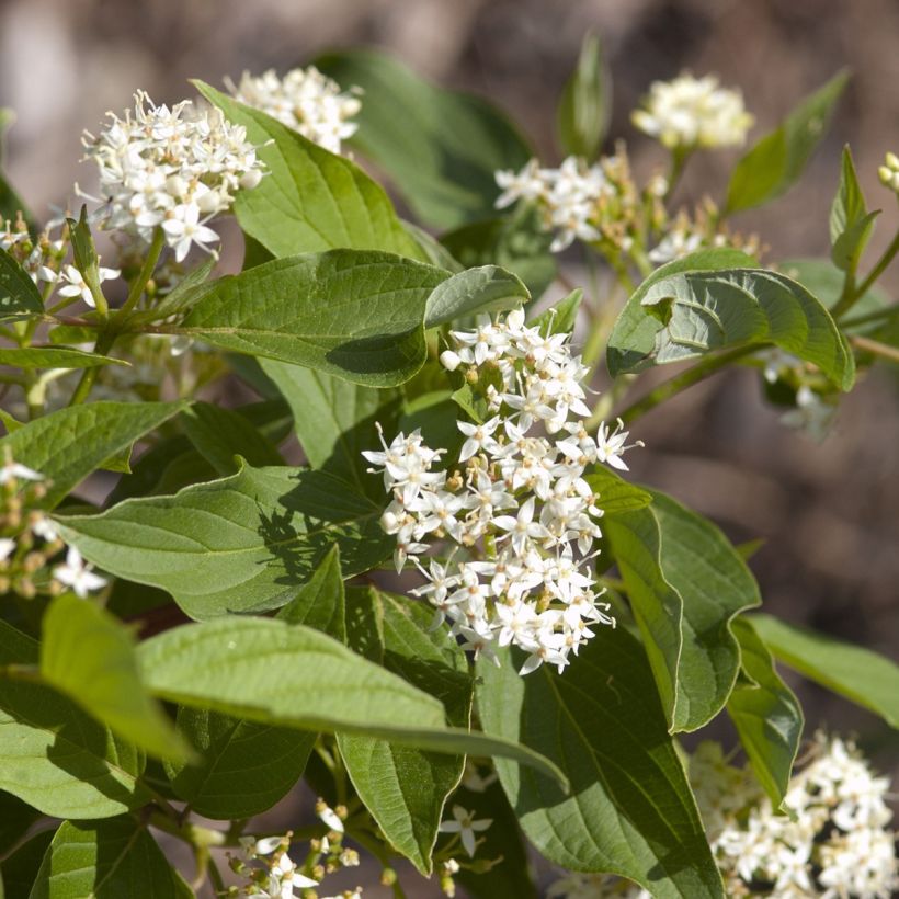 Cornus sericea Firedance - Red osier dogwood (Flowering)