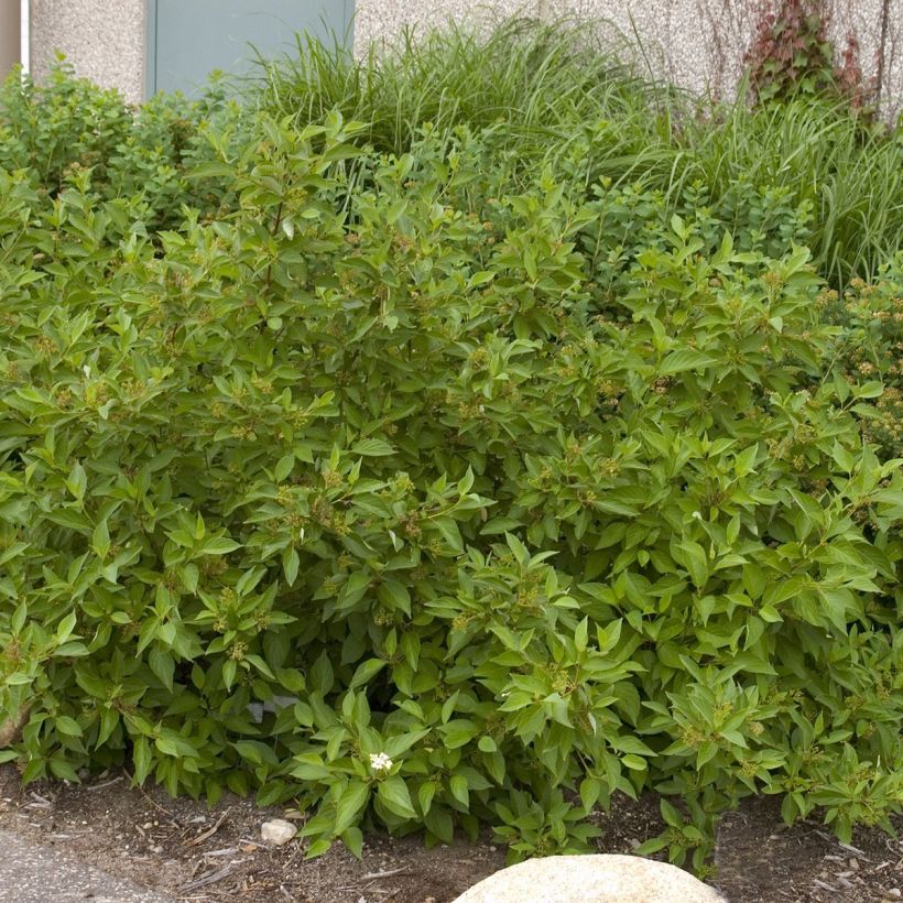 Cornus sericea Firedance - Red osier dogwood (Plant habit)