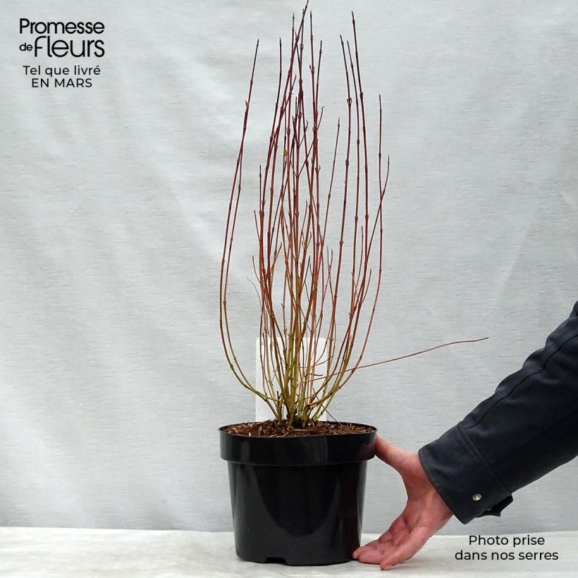 Cornus stolonifera Kelseyi - Stoloniferous Dogwood 3L/4L pot sample as delivered in spring