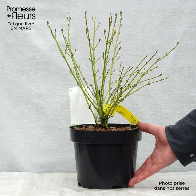 Cornus sericea White Gold - Stoloniferous Dogwood 3L/4L pot sample as delivered in spring