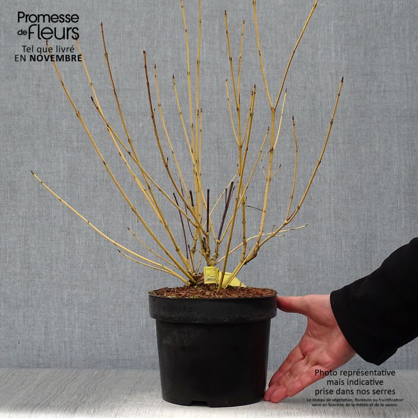 Cornus stolonifera Flaviramea - Stoloniferous Dogwood 3L/4L pot sample as delivered in autumn