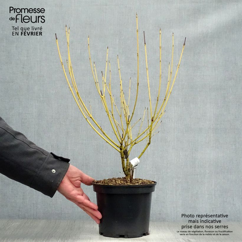 Cornus stolonifera Flaviramea - Stoloniferous Dogwood 3L/4L pot sample as delivered in winter