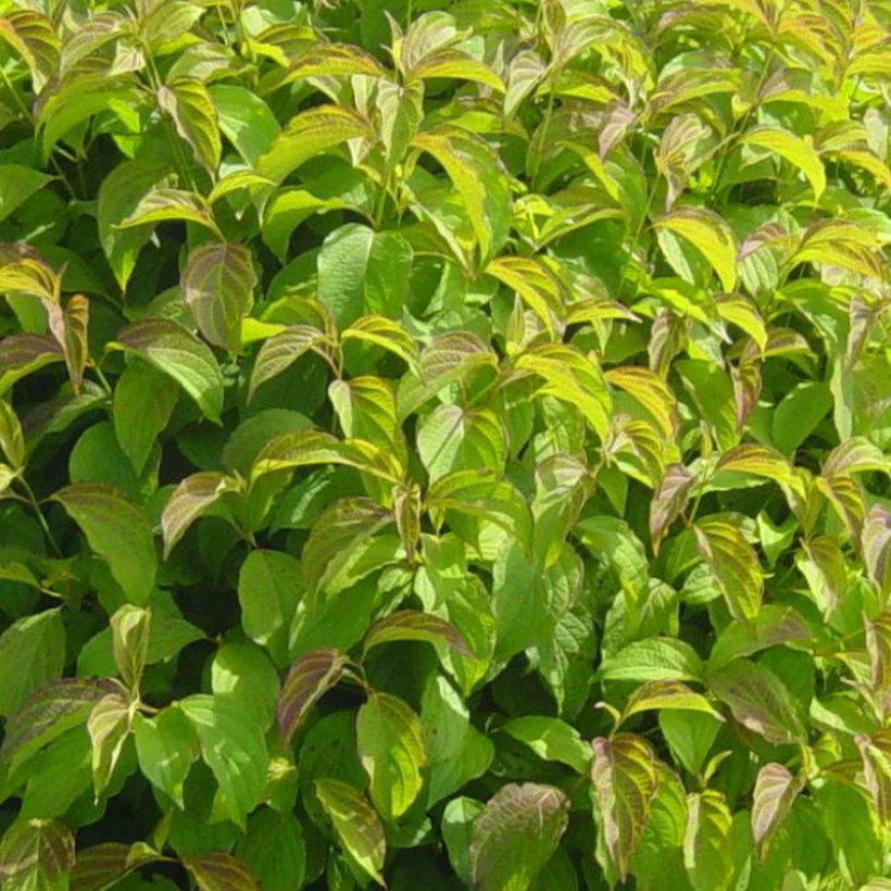 Cornus sericea Kelseys Dwarf - Stoloniferous Dogwood (Foliage)
