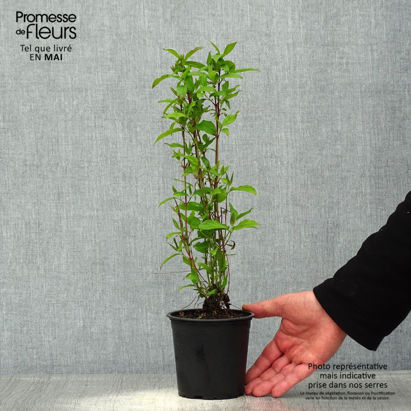 Cornus sericea Kelseys Dwarf - Stoloniferous Dogwood 1L/1.5L pot sample as delivered in spring