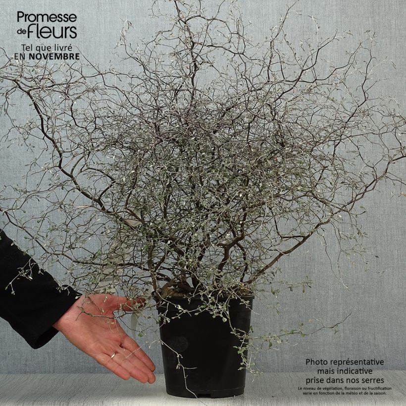 Corokia cotoneaster Little prince 4L/5L pot sample as delivered in autumn