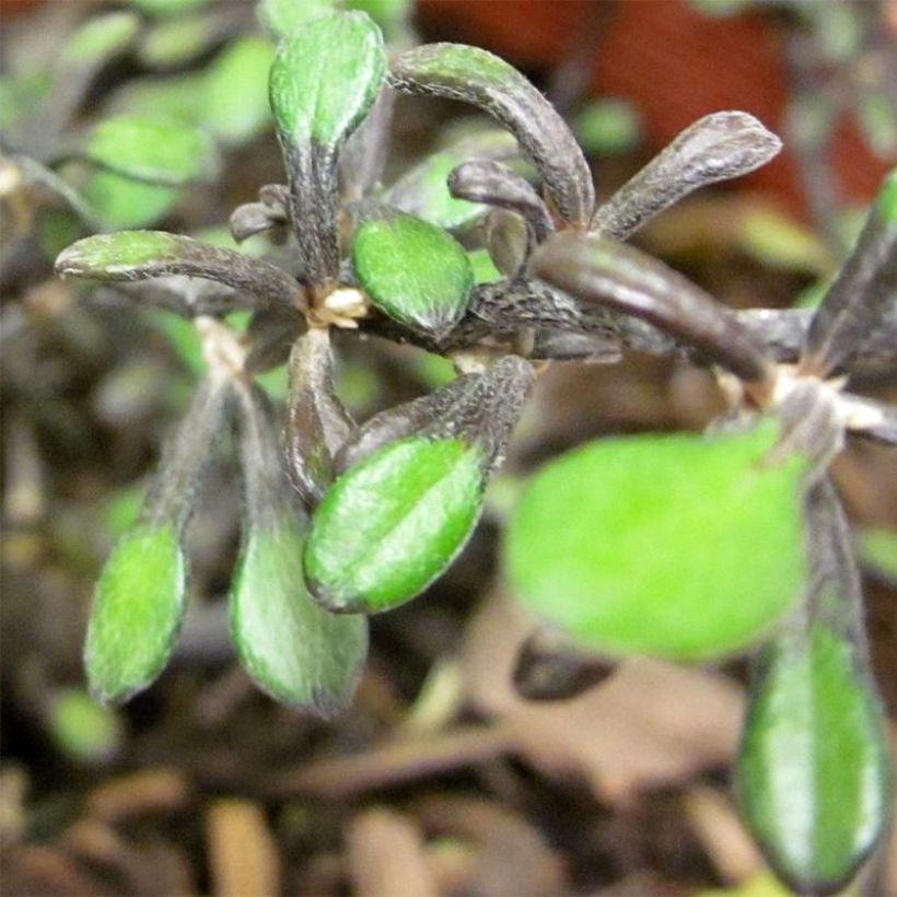 Corokia cotoneaster Little prince (Foliage)