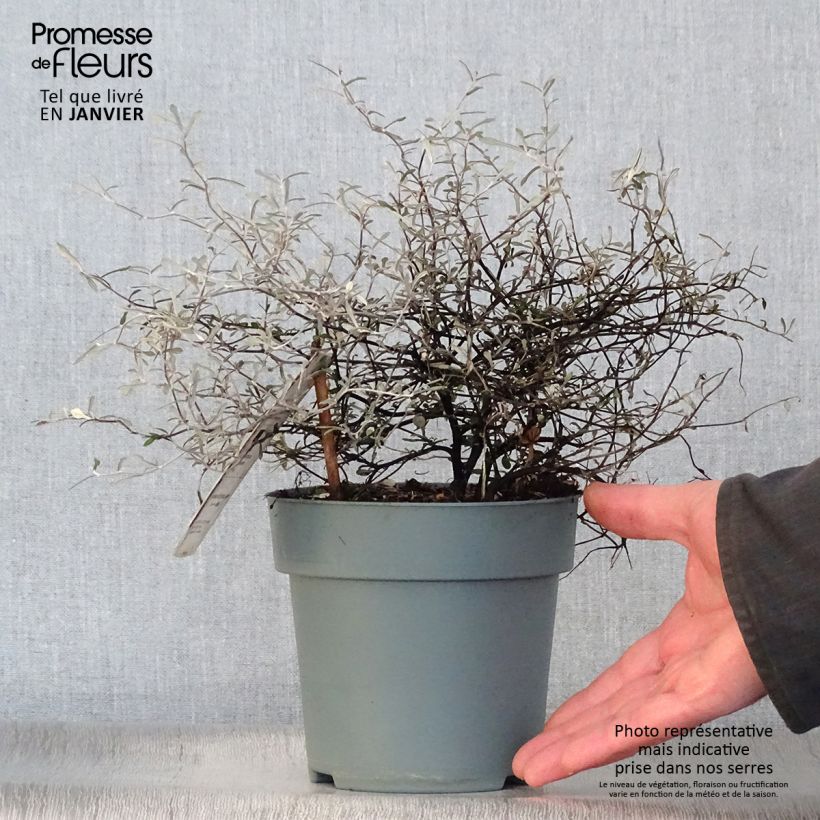 Corokia cotoneaster 1L/1.5L pot sample as delivered in winter