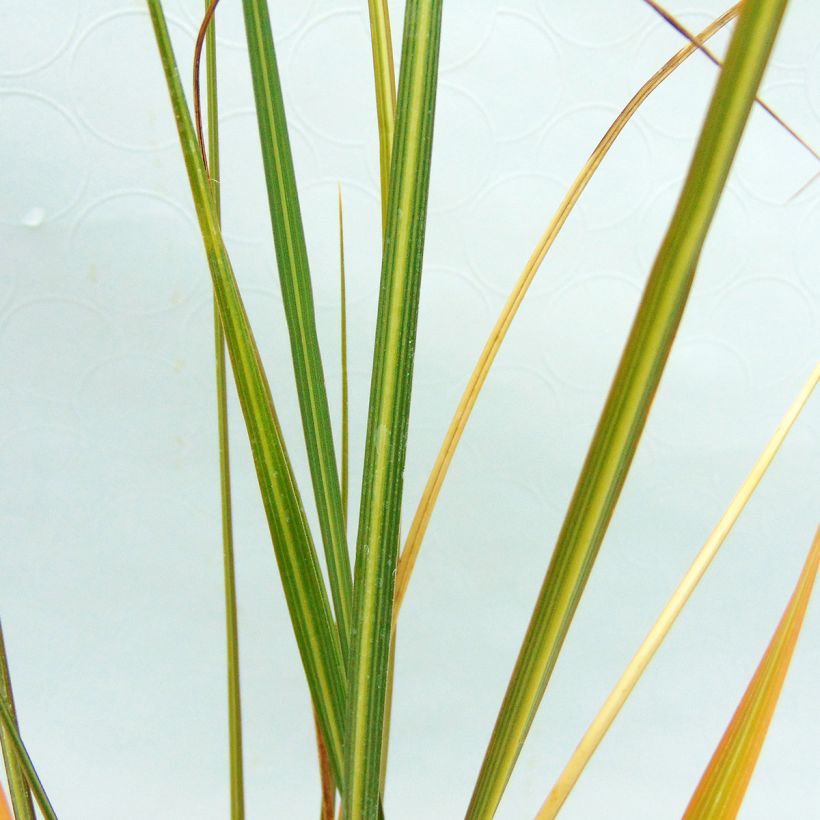 Cortaderia richardii - Compact Pampas Grass (Foliage)