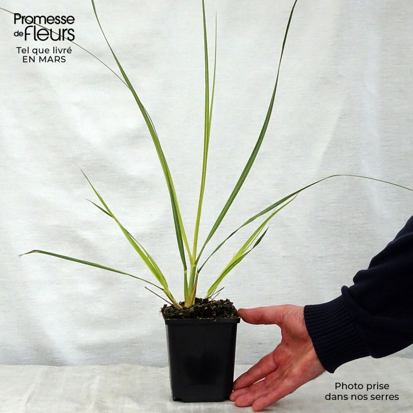 Cortaderia richardii - Compact Pampas Grass 8/9 cm pot sample as delivered in spring