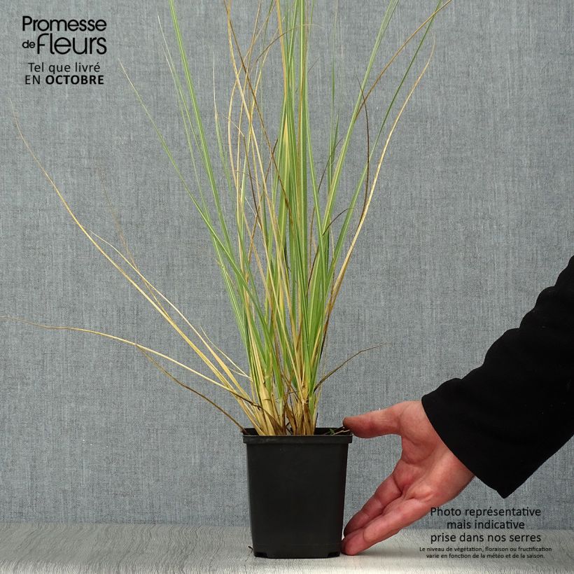 Cortaderia richardii - Compact Pampas Grass 8/9 cm pot sample as delivered in autumn