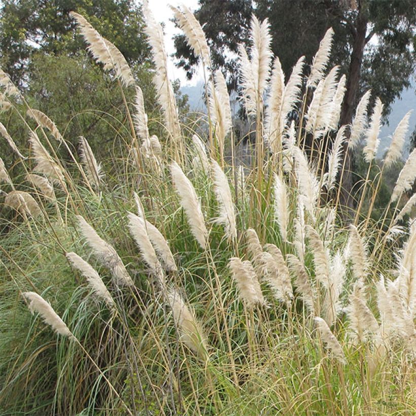 Cortaderia selloana (Flowering)
