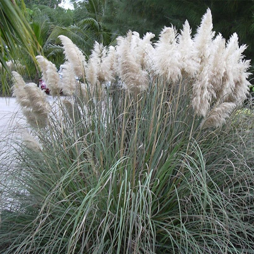 Cortaderia selloana (Plant habit)