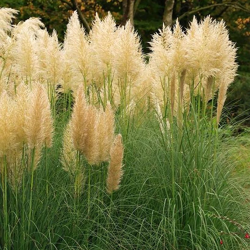 Cortaderia selloana Mini Pampas Gold - Pampas Grass (Plant habit)