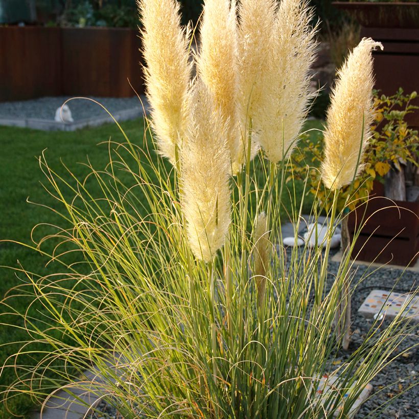 Cortaderia selloana Mini Pampas - Pampas Grass (Plant habit)