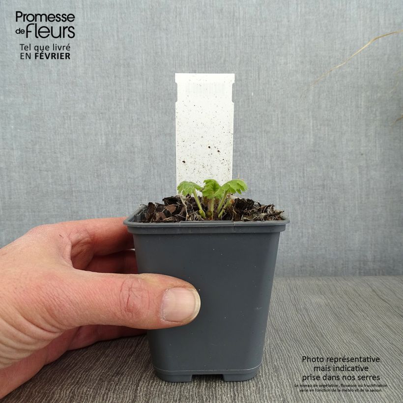 Cortusa matthioli subsp. pekinensis 8/9 cm pot sample as delivered in winter