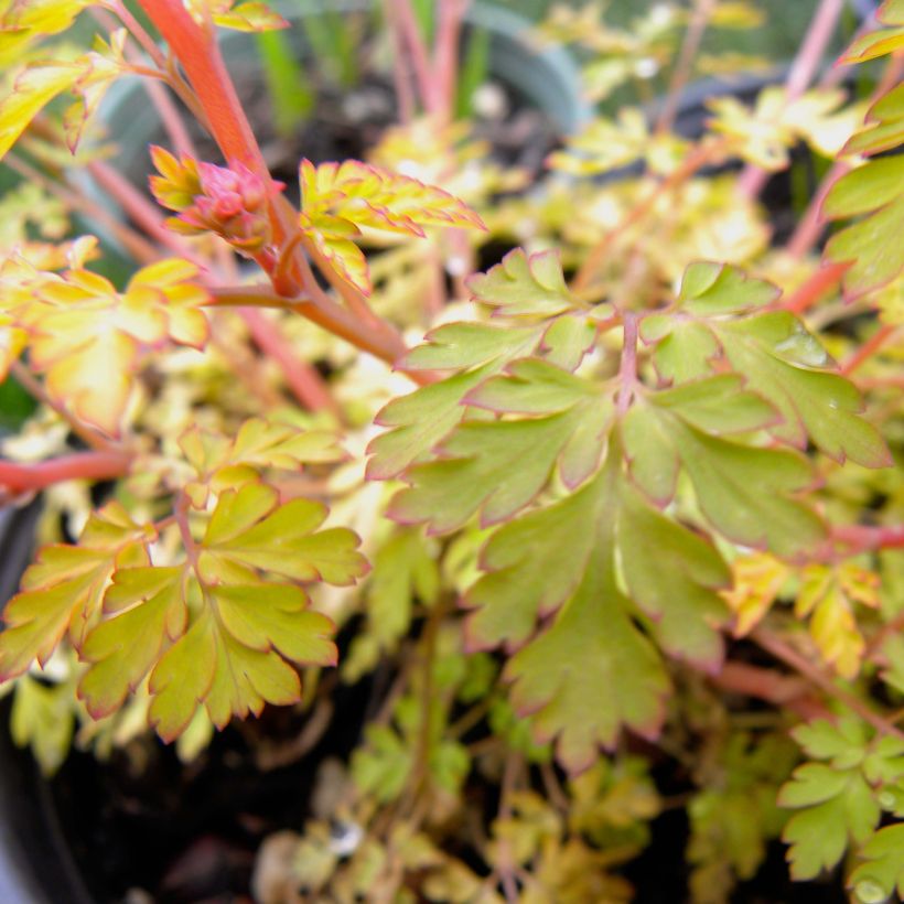 Corydalis Berry Exciting - Hybrid Corydalis (Foliage)