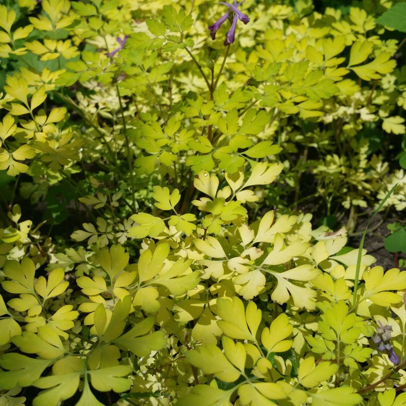 Corydalis Berry Exciting - Hybrid Corydalis (Plant habit)