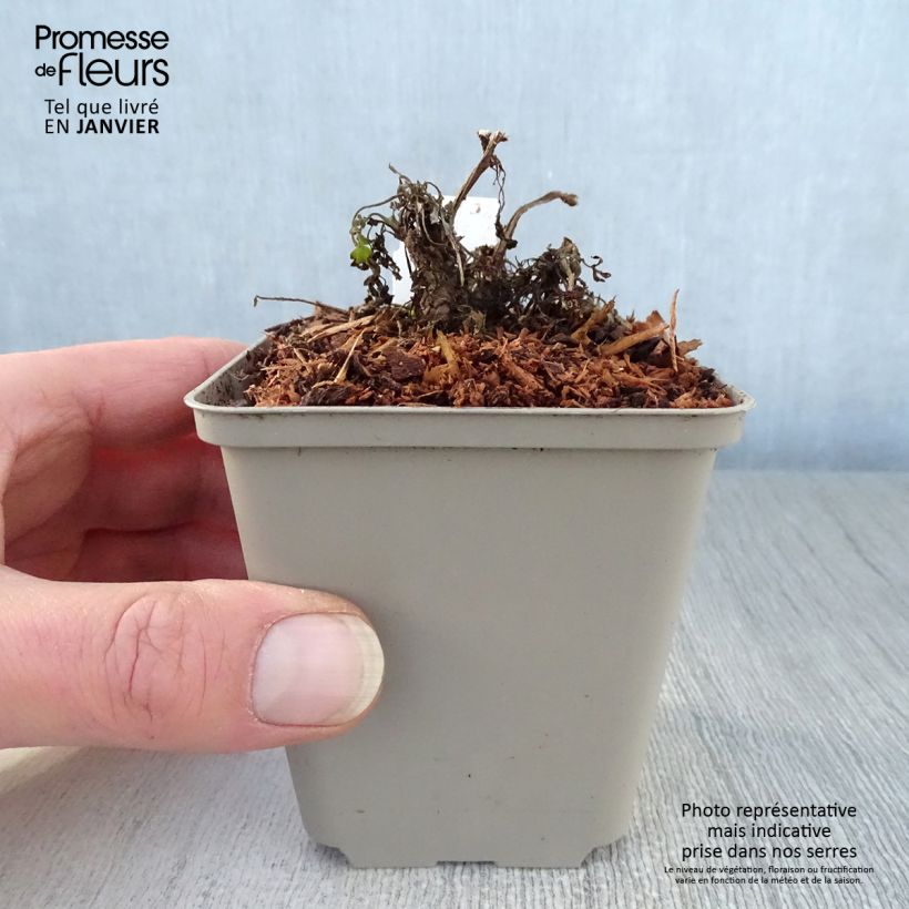 Corydalis Canary Feathers - Hybrid Corydalis 8/9 cm pot sample as delivered in winter